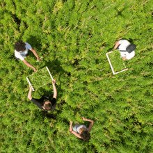 Lade das Bild in den Galerie-Viewer, Hanf pflücken per Hand